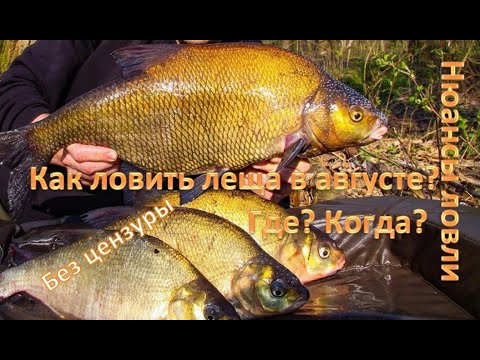 Видео: КАК ЛОВИТЬ ЛЕЩА в Августе? ГДЕ? КОГДА? НЮАНСЫ !