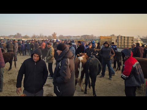 Видео: АБАЙ_ЭМКАДУС МАЛ БОЗОР НАРХЛАР САВДО ЙОК 19_11_2025