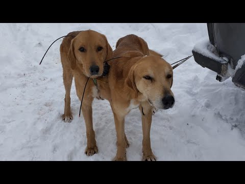 Видео: охота с русскими гончими.два трофея добыто.26 01 2024 год