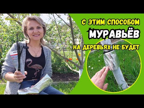 Видео: Теперь МУРАВЬИ ПО ДЕРЕВЬЯМ не бегают. 100% РАБОЧИЙ СПОСОБ. @galabum