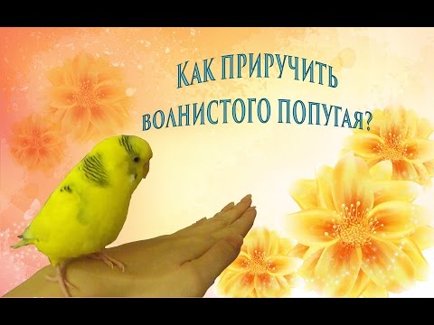 Видео: Как приручить волнистого попугая? Приручение попугая в 6 этапов