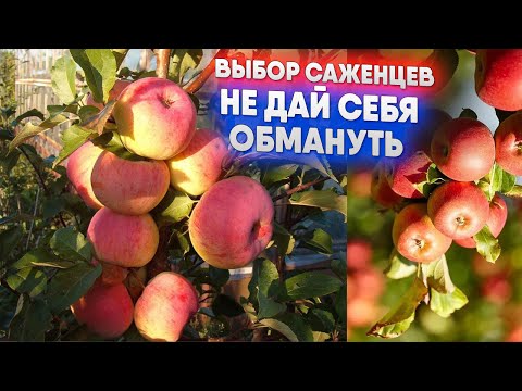 Видео: Выбор саженцев   не дай себя обмануть