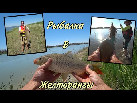 Видео: Рыбалка в Желторангы  Сазан, Амур, Сом