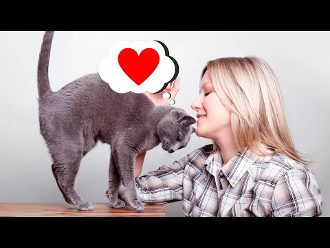Видео: ПРИЗНАКИ любви КОШКИ