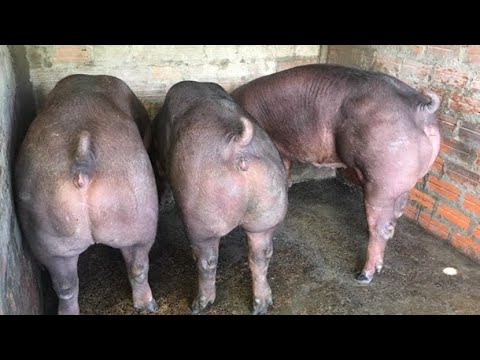 Видео: ❌Ці свині ростуть КРАЩЕ ВСЬОГО