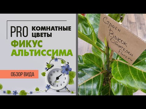Видео: Фикус Альтиссима - яркий, стройный, неприхотливый | Один из лучших фикусов
