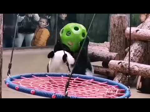 Видео: Панда 🐼 Катюша и завтрак 🎋🍞