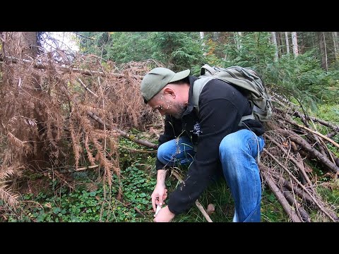 Видео: ГРИБНИКИ С КАМЕРОЙ ПОШЛИ В ЛЕС  Были шокированы, БЕЛЫЕ ГРИБЫ не могут остановиться!