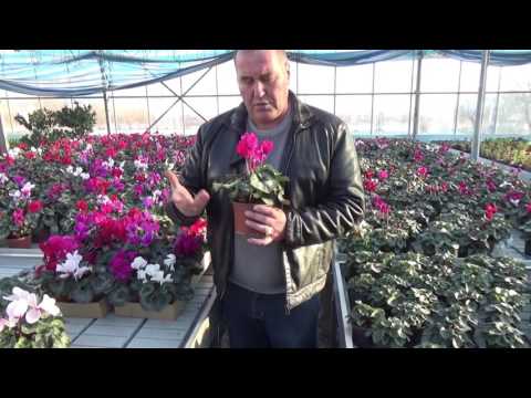 Видео: Съвети за отглеждане на циклама