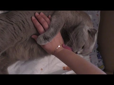 Видео: Как рожает кошка. Смотреть видео роды кошки.