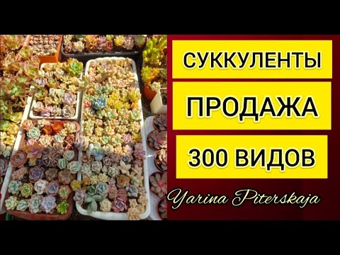 Видео: Суккуленты. Продажа август-сентябрь.300 видов.