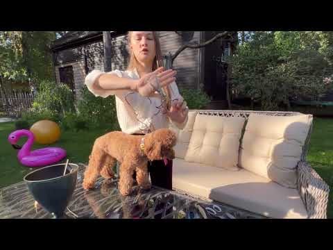 Видео: Инструменты для ухода за собакой