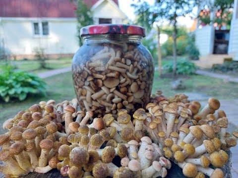 Видео: Осенних опят много не бывает, их бывает очень много! Сентябрь 2023 год.