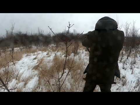 Видео: Охота на кабана с западно-сибирской лайкой.