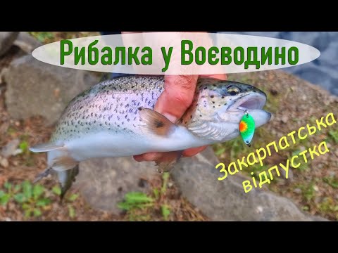 Видео: Рибалка у ВОЄВОДИНО (платник). Закарпатська відпустка