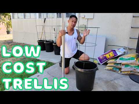 Видео: Начните выращивать питахайю с помощью этой простой и доступной решетки