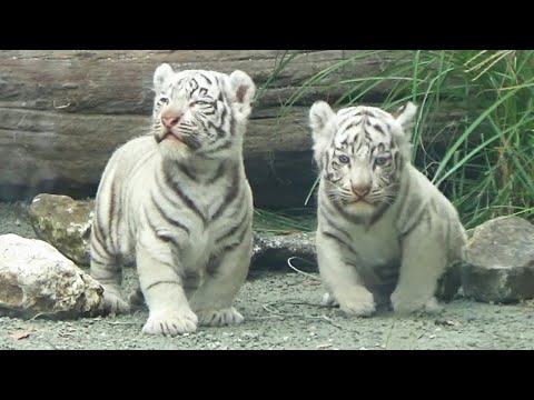 Видео: Дверь закрылась, и мама рассердилась! 💢 Цуки и Сигурэ в милом замешательстве 💖