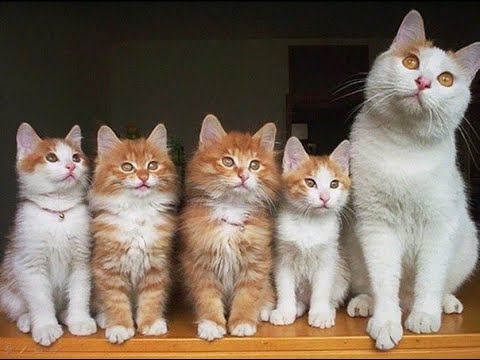 Видео: 😺 Мамины красотульки! 🐈 Видео смешных котов и котят для хорошего настроения! 😻