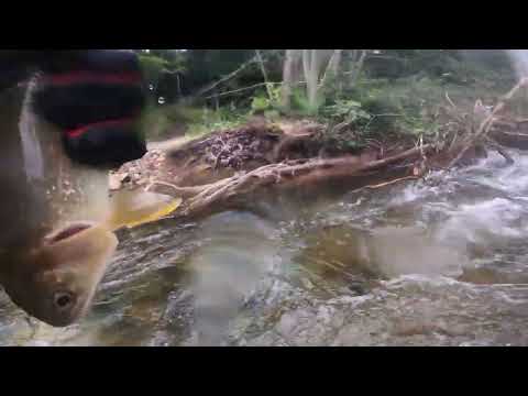 Видео: Подводная охота на Горной Реке. Добыл Ленка и Гольца.