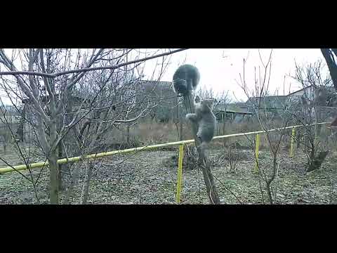 Видео: Котята британцы играют в саду