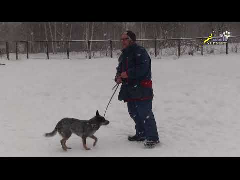 Видео: Внимание, команда рядом, корм в ухо, дрессировка ОКД