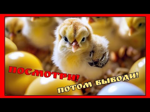 Видео: Инкубация для новичков. Важные моменты / овоскопирование / неоплод / кровь кольцо / тумак / мираж