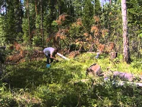 Видео: Таежные робинзоны