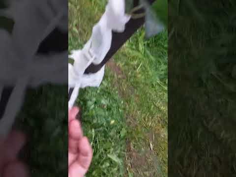Видео: Сажаем новый сад