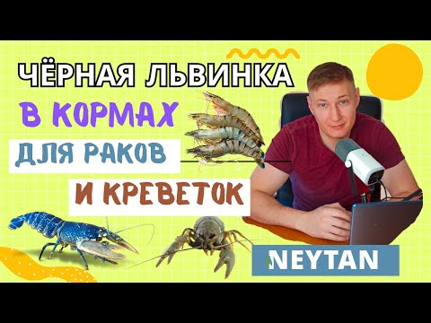 Видео: Чёрная львинка в кормах для раков и креветок #чёрнаяльвинка #bsf #neytan