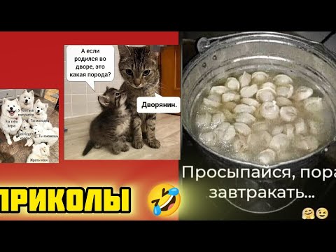 Видео: Вели ведро пельменей дворянам подать !смотри смешные картинки мемы котики приколы  🤣