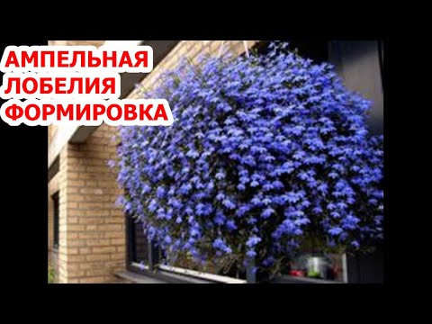 Видео: КАК МЫ ФОРМИРУЕМ АМПЕЛЬНУЮ ЛОБЕЛИЮ