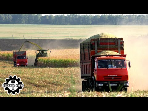 Видео: Комбайны Джон Дир, самосвалы Камаз и кукуруза! Заготовка силоса в Измалковском районе