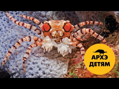 Видео: Мутуализм. Когда дружба – залог успеха  | Вадим Марьинский (выпуск 20)