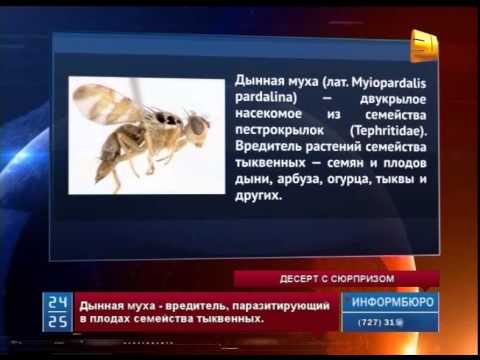 Видео: Вредитель "дынная муха" выявлен уже в восьми районах ЮКО