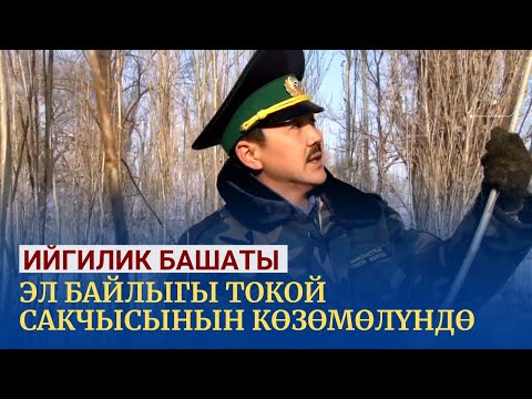 Видео: Эл байлыгы токой сакчысынын көзөмөлүндө | Ийгилик башаты