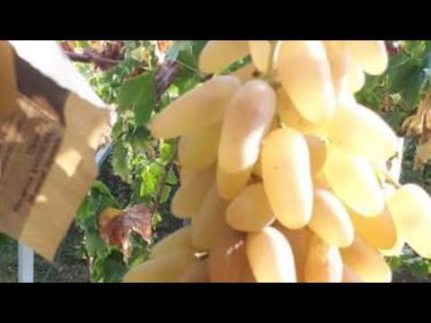 Видео: УЗУМ НАВДАЛАРИНИ ТОМИРЛАТИШДА АСПИРИН ВА КАРОНАВИН ФОЙДАСИ