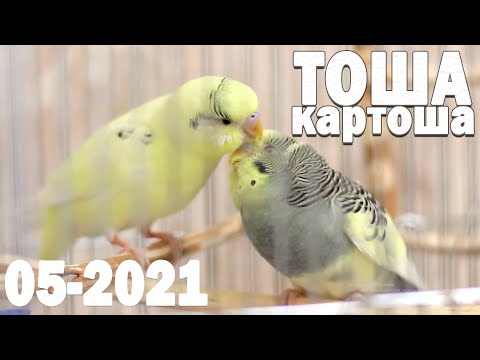 Видео: 🌞 Весёлое пение для попугайчиков 👍