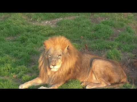 Видео: ЧУК что-то ПРИУНЫЛ. Парк львов Тайган ❤️ 