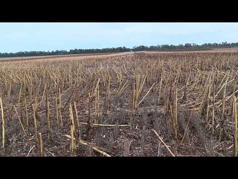 Видео: 2025.09.28 🌻Сайберік в умовах Ноу-Тілл 