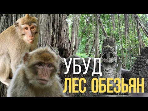 Видео: ЛЕС ОБЕЗЬЯН НА БАЛИ. УБУД. ИНДОНЕЗИЯ