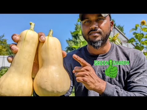 Видео: Когда собирать мускатную тыкву | Насладитесь лучшим вкусом! «Просушка обязательна» #тыква #мускатная