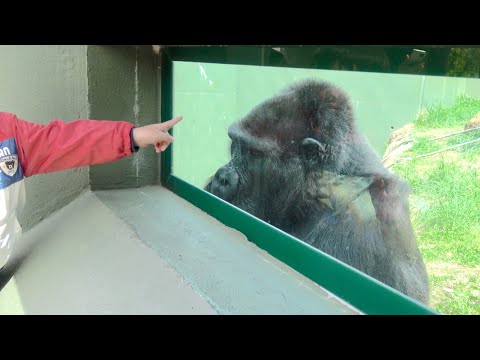Видео: Нене очень заинтересована в мальчике, который подходит к ней.⭐️Japan самая старая горилла в мире