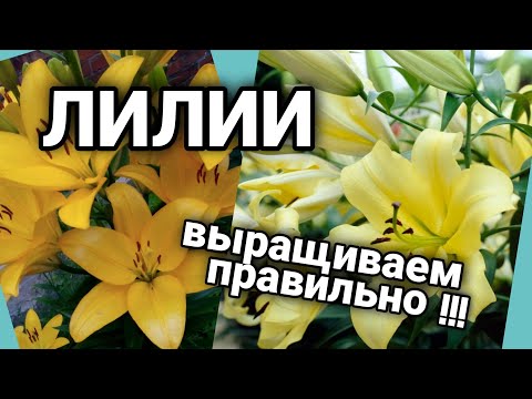 Видео: Лилия на срез.Нюансы 💯% выгонки