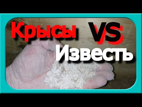 Видео: ИЗВЕСТЬ И КРЫСЫ