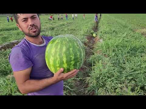 Видео: Тарбуз дар н. фархор н тифлон  марҳамат загзанед