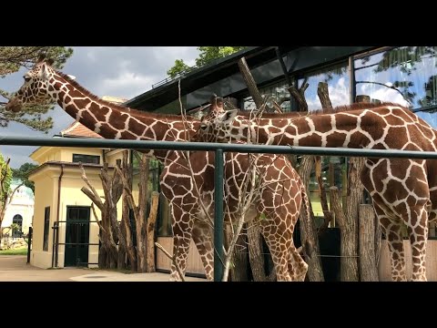 Видео: Зообақ. Зоопарк. Жануарлар.