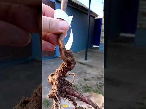 Видео: Гарденмарт-развод или супер технологии?