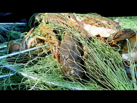 Видео: КАК ловится РАК в НАЧАЛЕ осени. РАКОЛОВКИ во ВРЕМЯ ЛИНЬКИ рака. КАК ловить РАКОЛОВКОЙ ДОРОЖКА РУЧЕЙ.