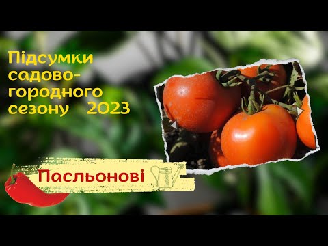 Видео: Які гібриди томатів, перців, баклажанів були кращими у 2023 році