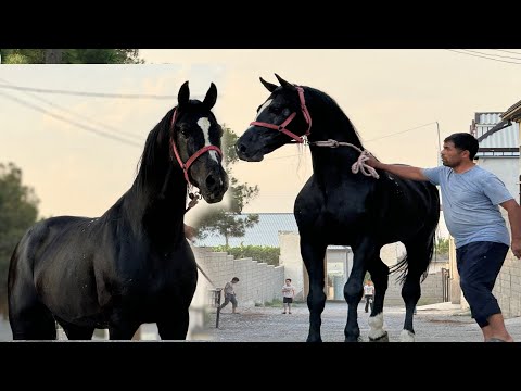 Видео: Худи хозир Аспхои Наими Эгилик🇹🇯16 июля 2024 г.